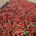 Sichuan Millet Pepper Red Pepper para condimento de alimentos